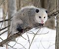 Image 11 Virginia Opossum Photo credit: Cody Pope The Virginia Opossum (Didelphis virginiana) is the only marsupial found in North America. A solitary and nocturnal animal about the size of a domestic cat, it is a successful opportunist and is found throughout North America from coast to coast (introduced to California in 1910), and from Central America and Mexico to southern Canada. More selected pictures