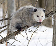 Virginia opossum (Didelphis virginiana)