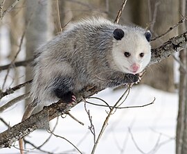 Didelphis virginiana