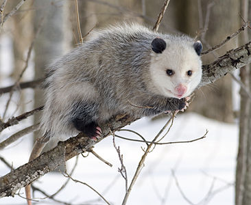 Virginia opossum, by Cody.pope