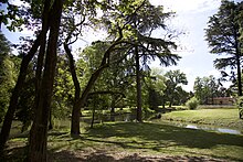 Vegetazione del Parco di Villa Bolasco