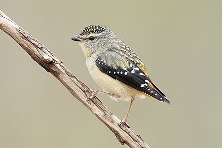 Spotted pardalote, by JJ Harrison