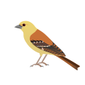 Sudan Golden Sparrow