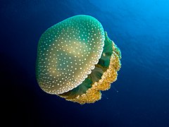 Phyllorhiza punctata (White-spotted jellyfish) edit