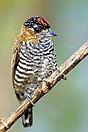 Male ochre-collared piculet