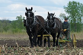 Traction d'une charrue de labour, aux États-Unis.