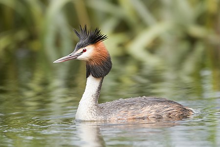 Great crested grebe, by JJ Harrison