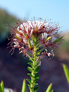 Description de l'image Polanisiado decandra NPS-1.jpg.