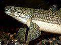 Polypterus weeksii