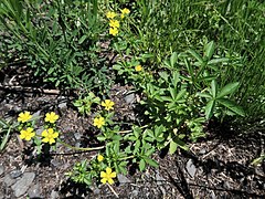 茎は地上を這って斜上し、茎につく葉は3出複葉になる。