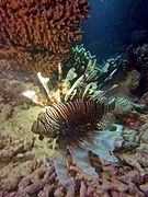 Une rascasse volante (Pterois miles)