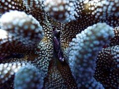 A red-spotted guard crab living in a cauliflower coral.