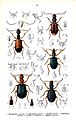 Carabidae. Таблица из Die Käfer