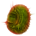 Plain reconstruction of Saccorhytus.