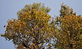 Flowering canopy at Jayanti.