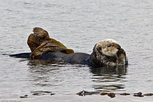 Sea otters rest and feed in the waters surrounding Piedras Blancas.