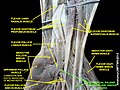 Superficial palmar arterial and venous arche