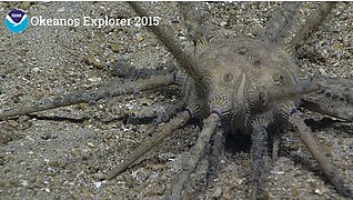 Stereocidaris hawaiiensis (Ḣ, abyssal)