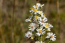 Symphyotrichum ericoides