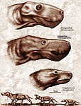 數種獸齒類的頭部比較：熊頜獸、狼鱷獸、原鼩龍獸