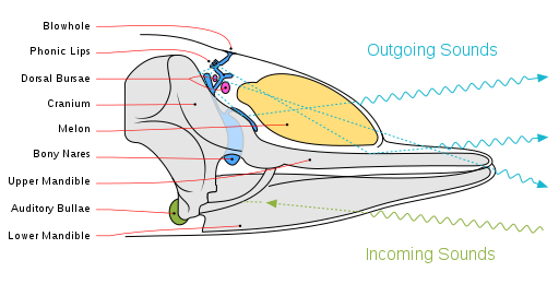 Diagram illustrating sound generation, propagation, and reception in a toothed whale. Outgoing sounds are in cyan and incoming ones are in green