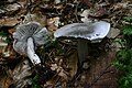 !! Tricholoma sciodes !!