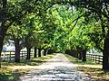 An avenue of heritage-listed English Elm at Tulliallan, Melbourne, Victoria