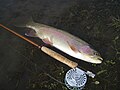 Typical East Gallatin River rainbow trout (Released)