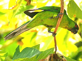 The Uvea Parakeet is بوم‌زادی to Ouvéa Island