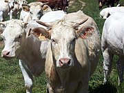 Des vaches paissant sur le plateau, 2008.