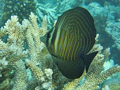 Un chirurgien voilier (Zebrasoma desjardinii) passant du stade juvénile au stade adulte.