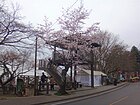 謙信平の桜