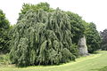 форма ’Pendula’