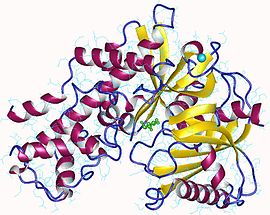 Image illustrative de l’article Glucokinase