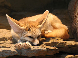 Fennec fox (desert regions) Vulpes zerda