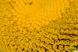 Flores de perianto discoide en una Leucanthemum vulgare