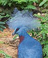 Victoria crowned pigeon