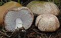 Cogumelo do sol (Agaricus subrufescens)