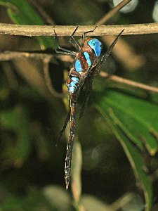 male