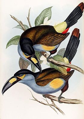 Andigena laminirostris por John Gould