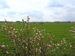 Het Anserveld nabij Ansen