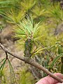 Branche parasitée par l'Arceuthobium minutissimum (en).