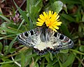 False Apollo (Archon apollinus) tribe Luehdorfiini