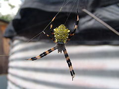 Argiope appensa