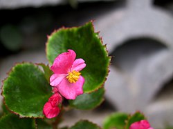 Begonia semperflorens