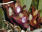 Bifrenaria atropurpurea.