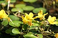 Nymphoides peltata