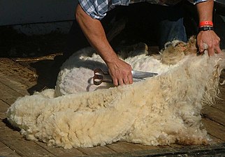 A sheep being shorn of their fleece with traditional blade shears