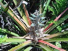 Description de l'image Bromelia antiacantha 1.jpg.