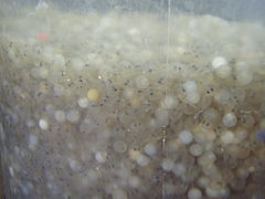 Coregonus maraena eggs about one month after fertilization
